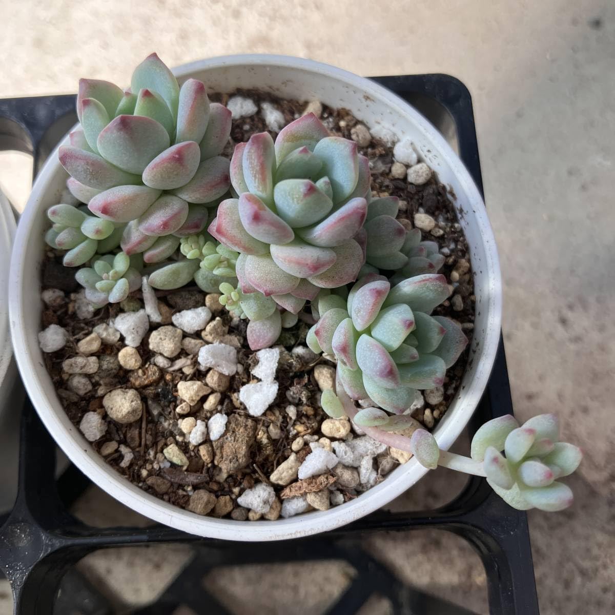 Amazon.co.jp: ① ペレスデラロサエ ピンクエッジ 多肉植物 セダム Amazon.co.jp: ① ペレスデラロサエ ピンクエッジ 多肉植物 セダム